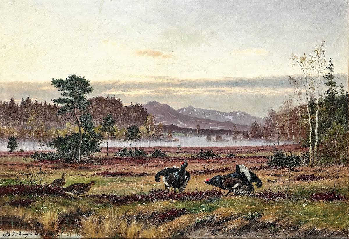 Black grouse courtship in the Alpine foothills