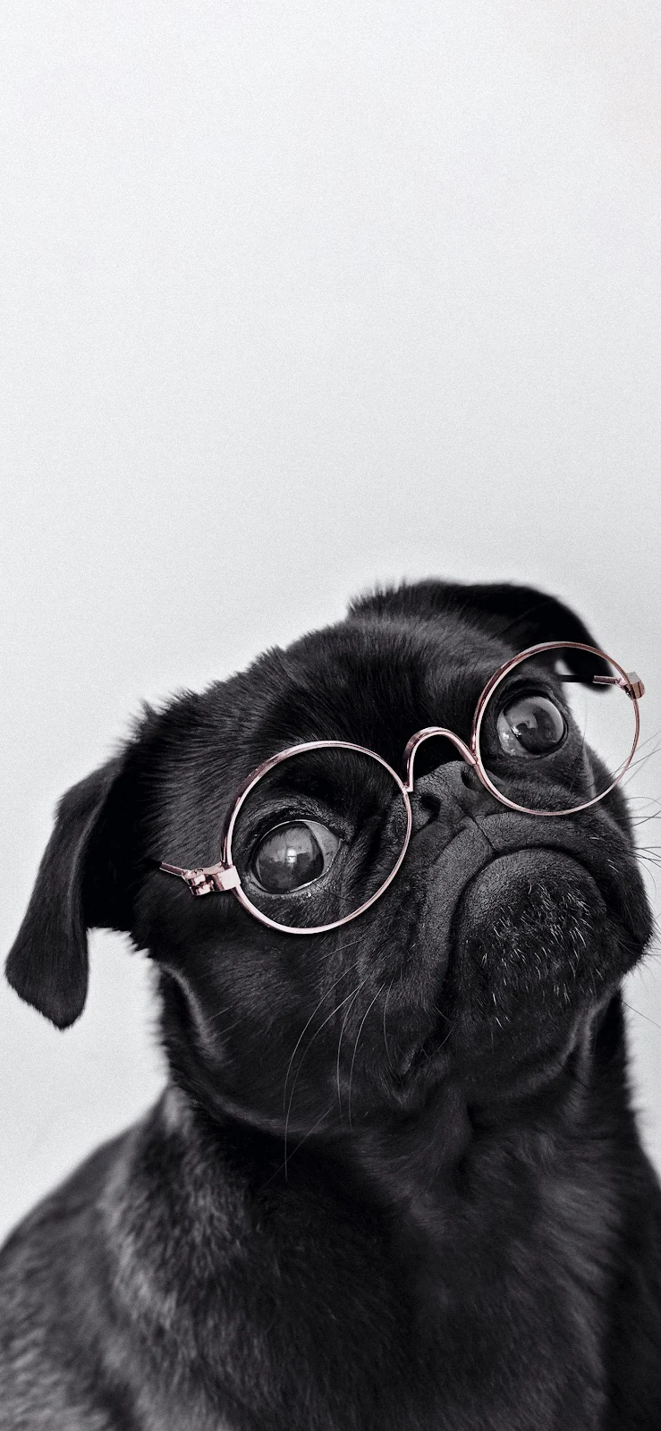 Smart Black Pug Wearing Glasses - Portrait Photography Full HD iPhone Wallpaper (1407x3045)