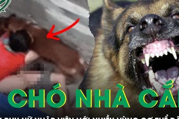 Cụ bà 72 tuổi nhập viện với nhiều vùng cơ thể dập nát vì bị chó becgie nặng 30kg cắn xé - Báo Sức Khỏe &amp; Đời Sống