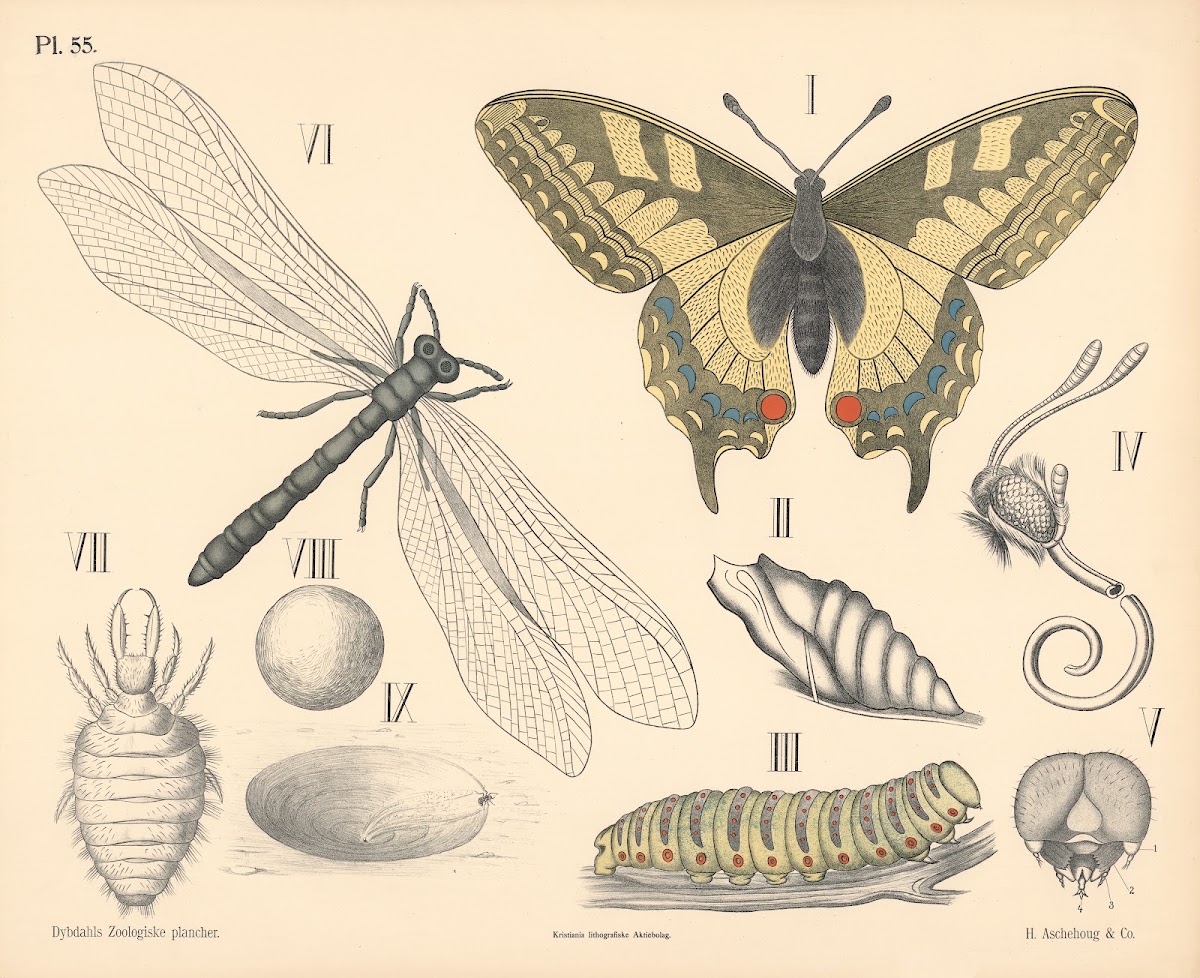 Insekter Skjelvinger og Florvinger 1881