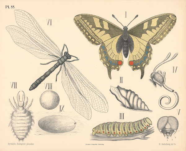 Insekter Skjelvinger og Florvinger 1881