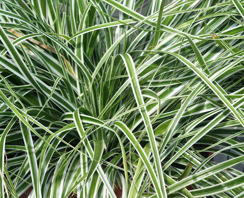Carex oshimensis 'Everest', graminacea variegata in giardino roccioso