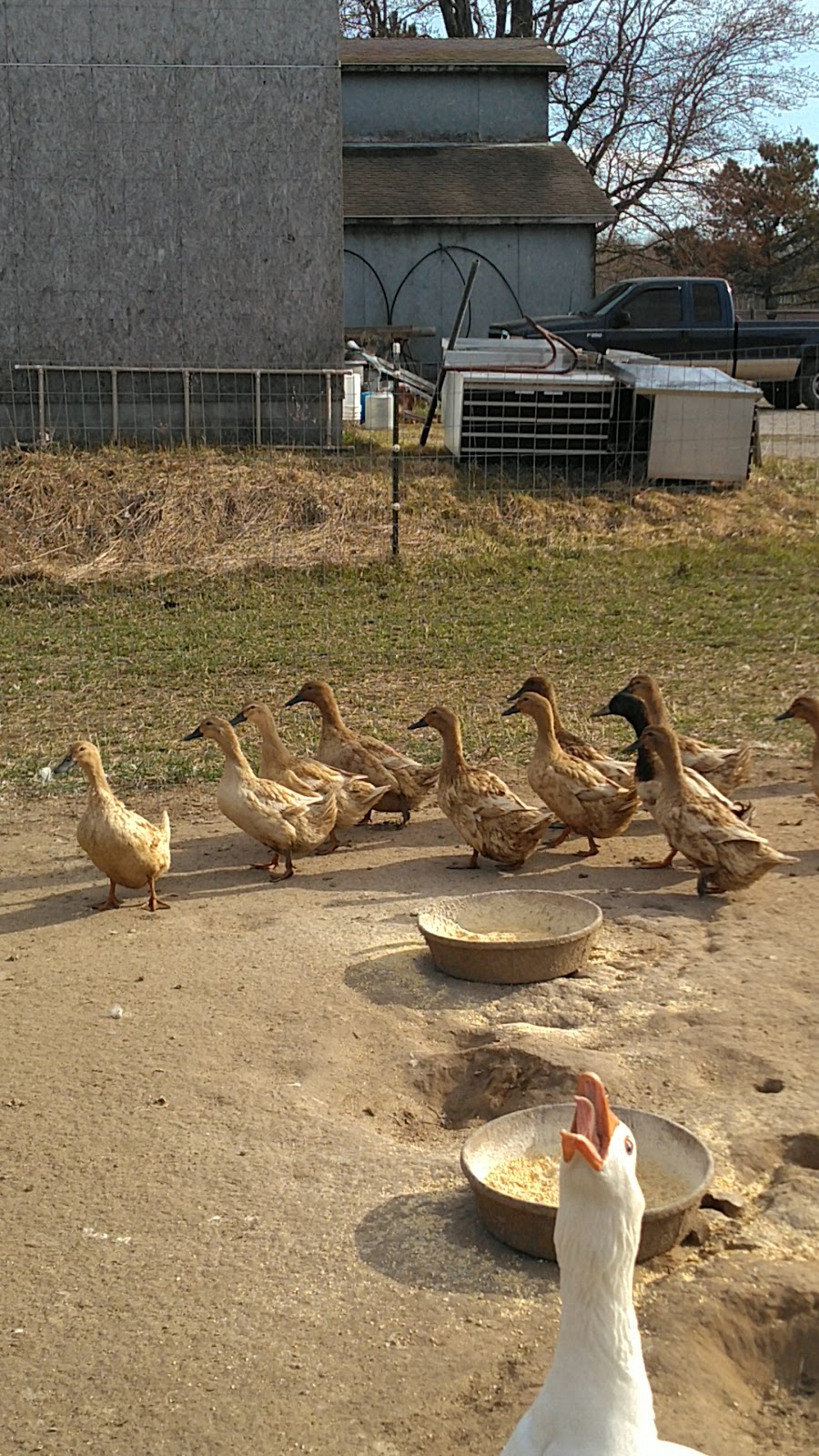 Embden Goose, Golden 300 Hybrid Duckling