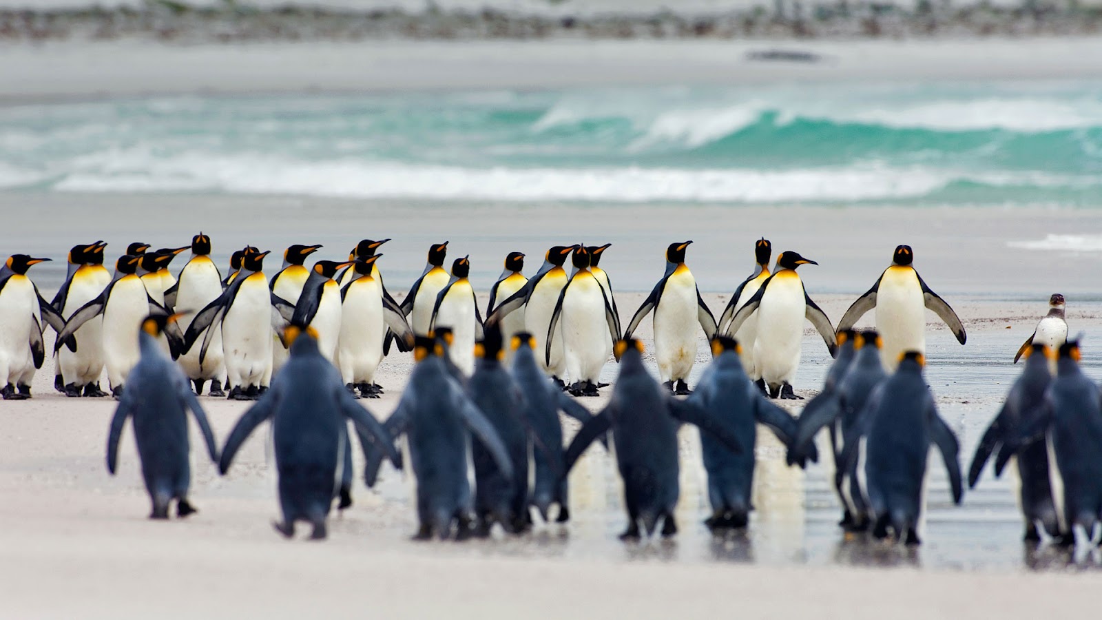 Penguins Wallpaper