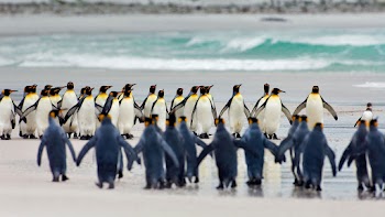 Penguins Wallpaper