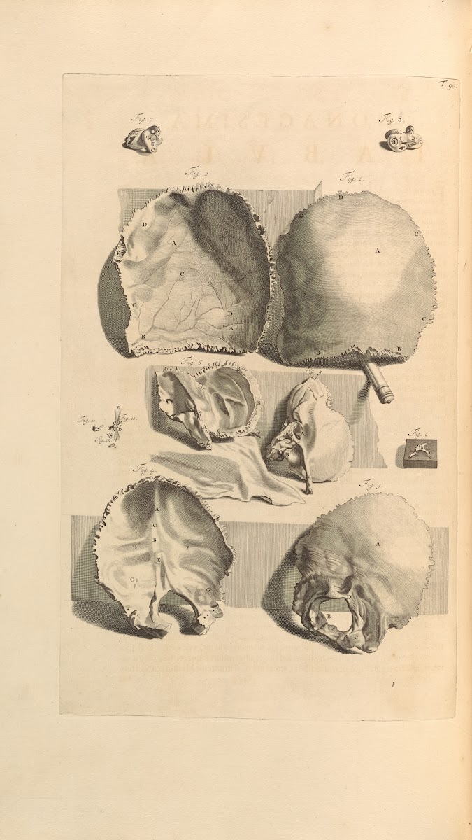 Anatomia humani corporis Pl091 1685