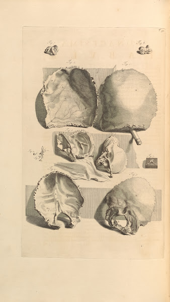 Anatomia humani corporis Pl091 1685