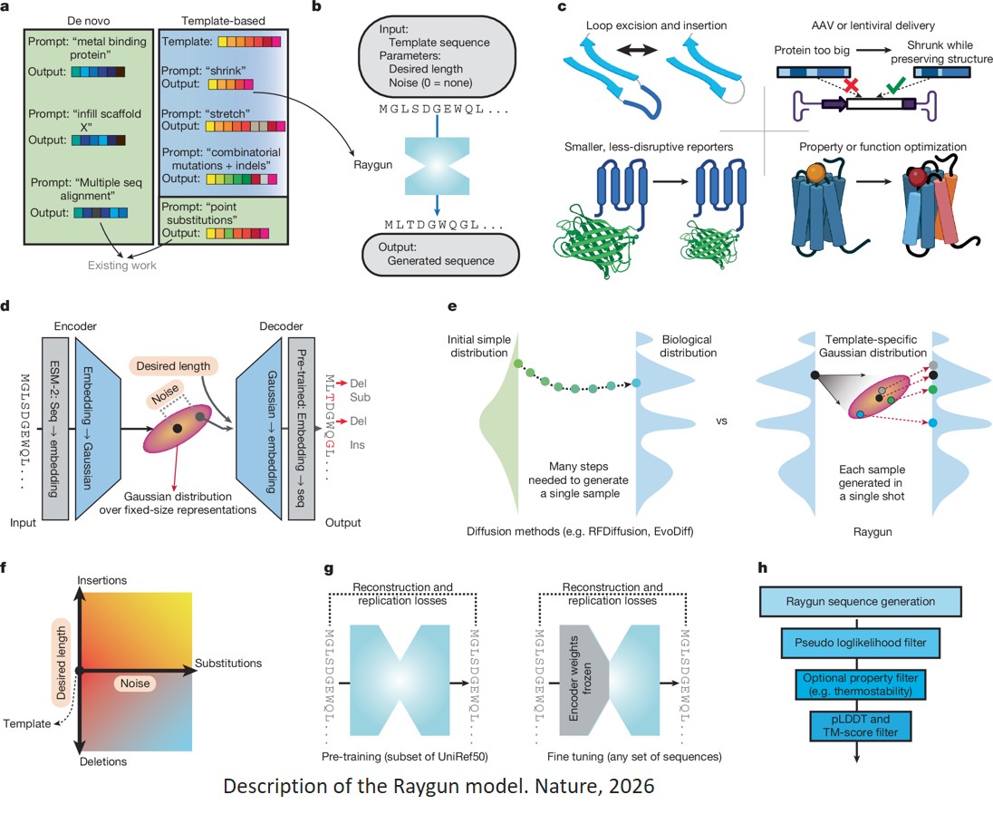 Miniaturizing and modifying natural proteins with Raygun