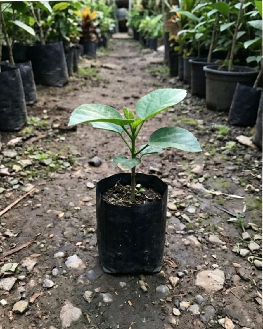 Hibiscus Chris Luk — view 2