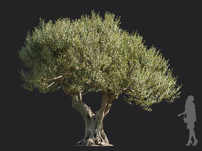 Maxtree - Plant Models Vol.113