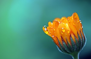 Flower Wallpaper