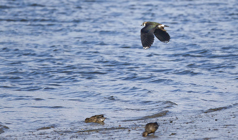 タゲリ