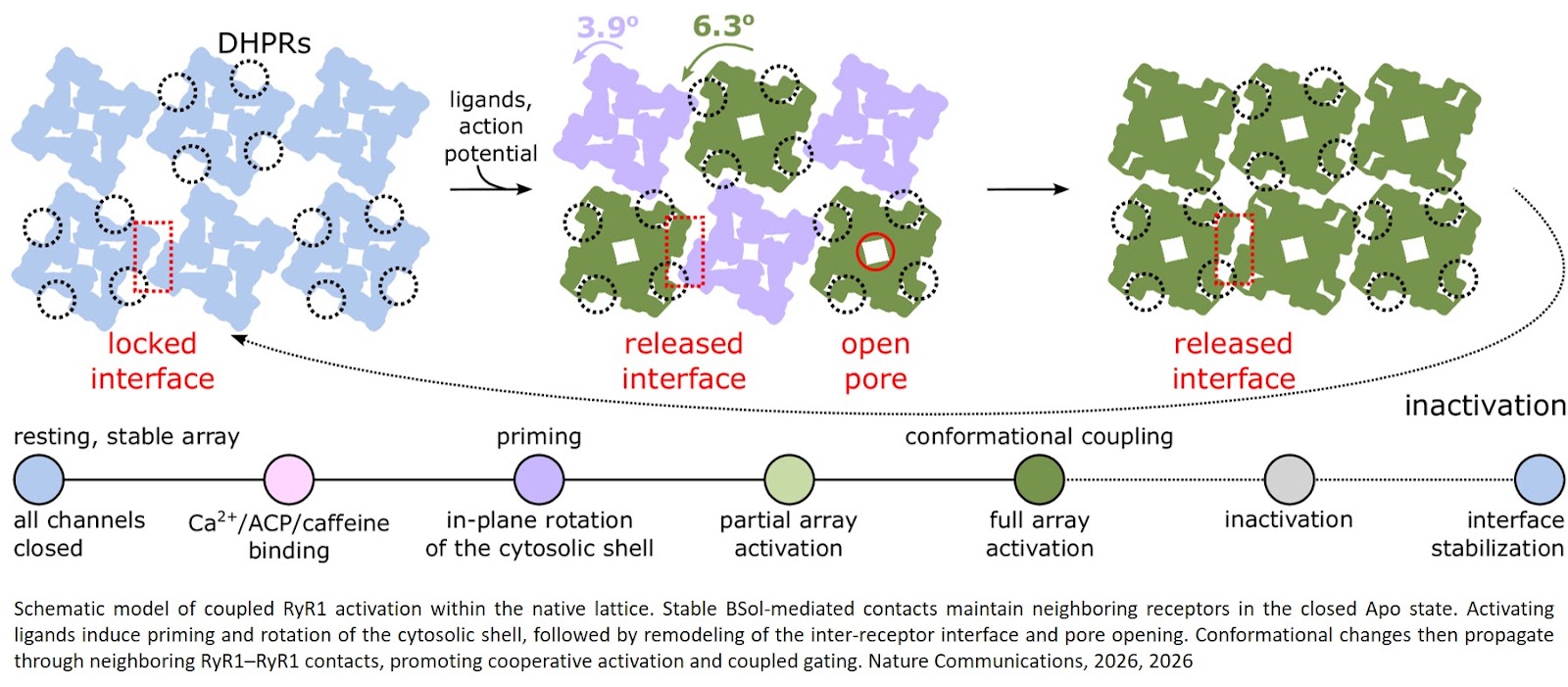 Ligand-induced activation of RyR1 in native membranes