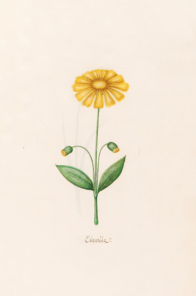 Calentüla 1692