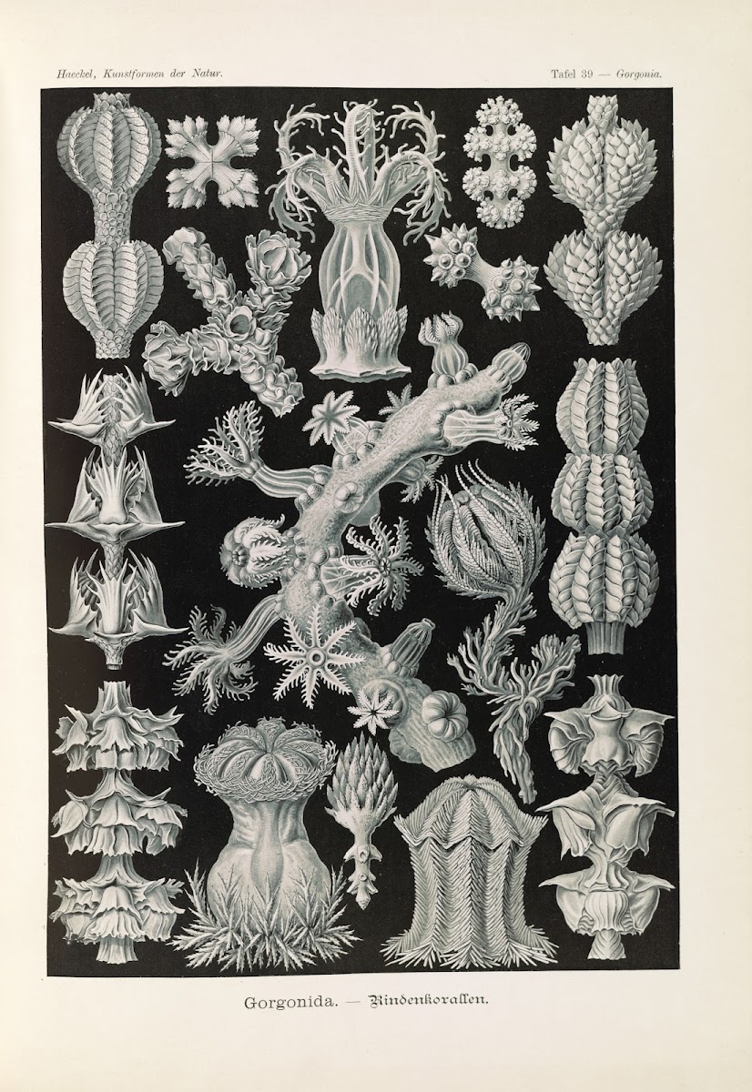 Gorgonida  Rindenkorallen 1904