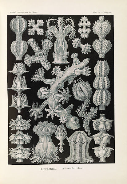 Gorgonida  Rindenkorallen 1904