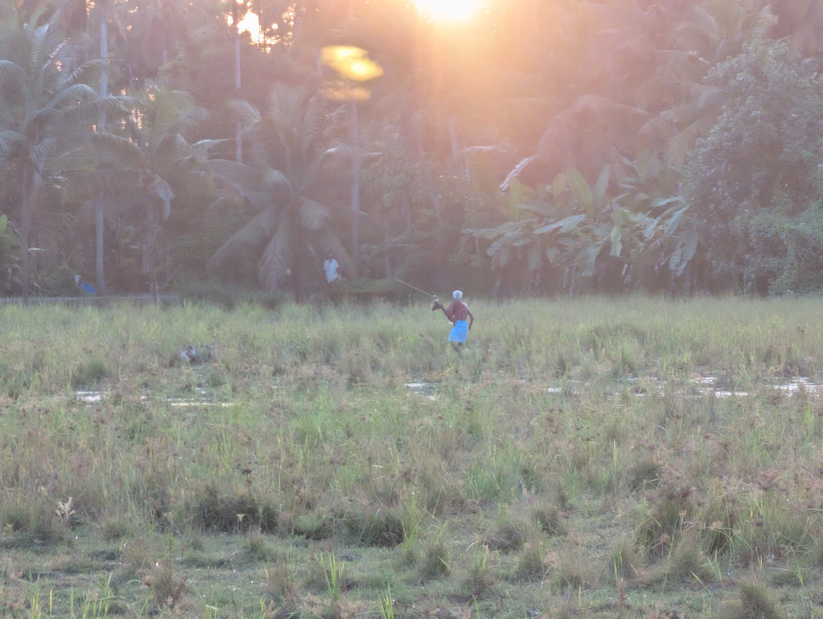 Farmer in the field during early morning hours.