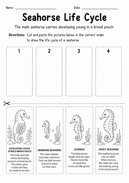 Seahorse Life Cycle Worksheet
