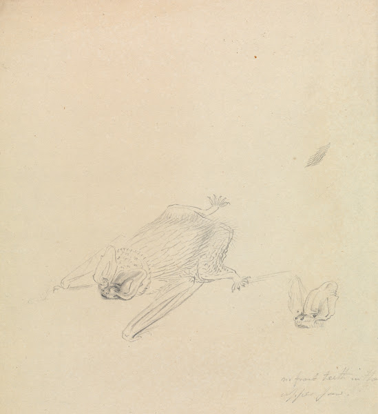 A Barbastelle Bat