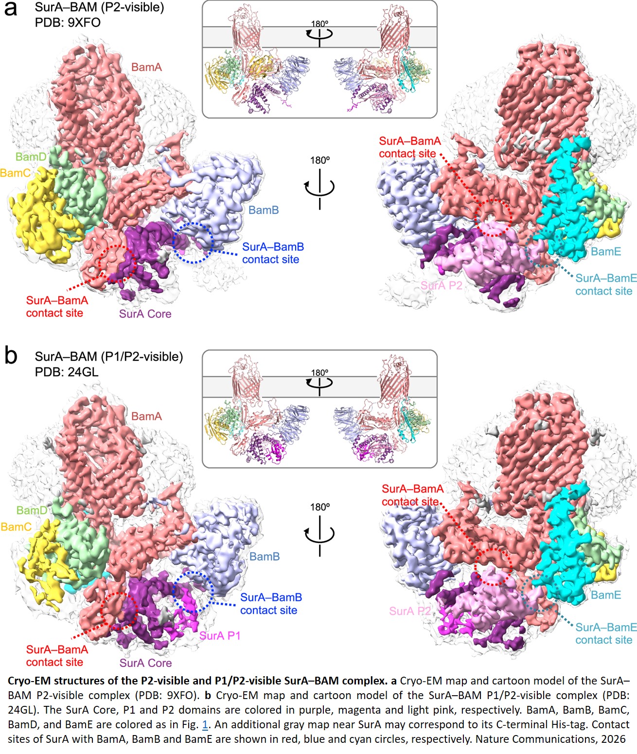 Cryo-EM structures of the SurA–BAM complex reveal conformational changes in outer membrane protein assembly