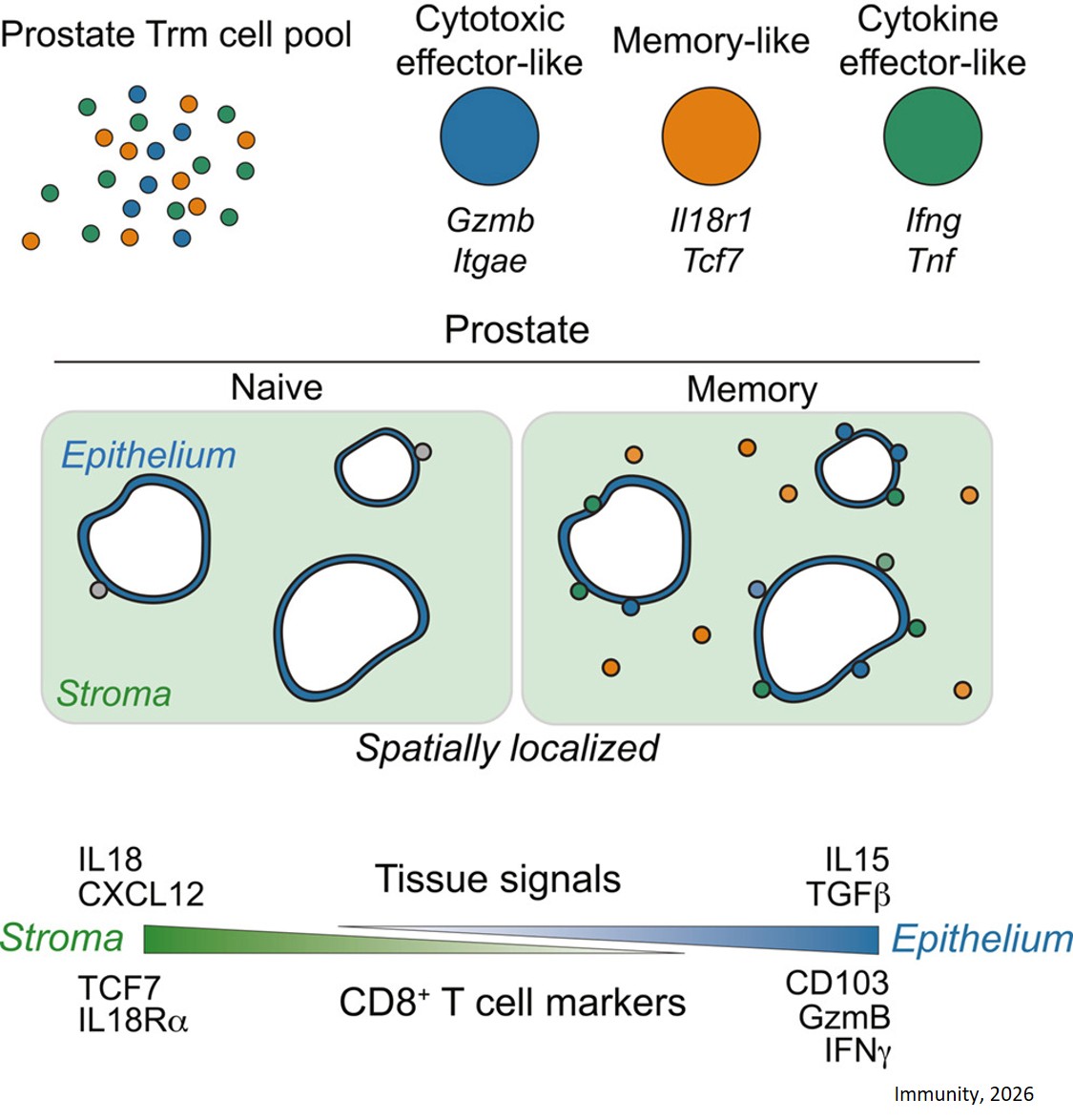 How key immune cells protect the prostate