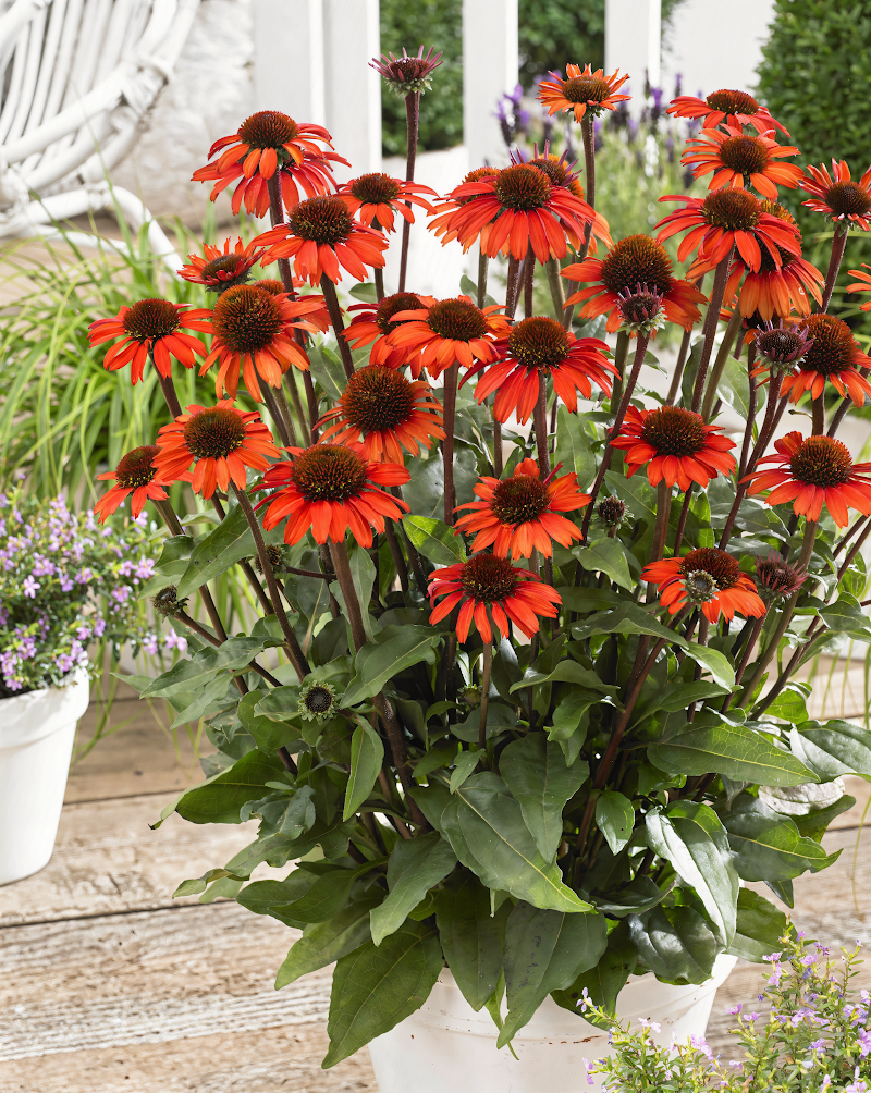 Echinacea Sunseekers Orange in piena fioritura, design da giardino naturale e colorato