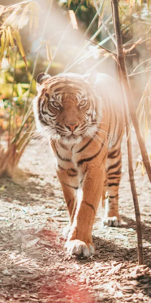 Tiger, Feline, Bamboo, Predator 4K iPhone Wallpaper Background