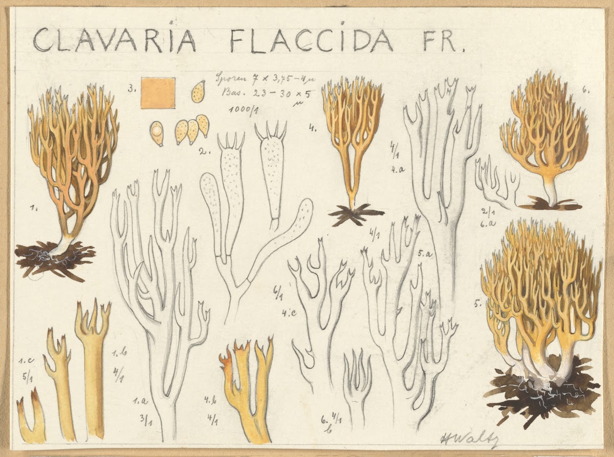 Clavaria flaccida 1915 1945