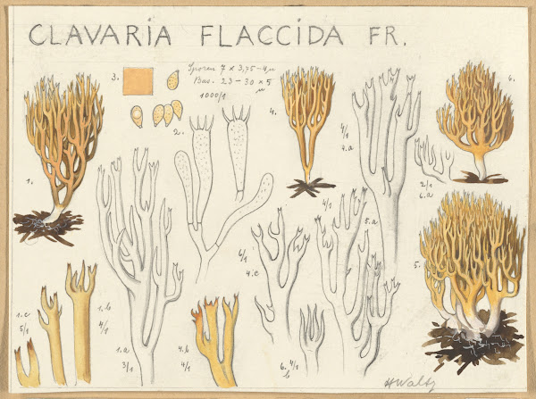 Clavaria flaccida 1915 1945