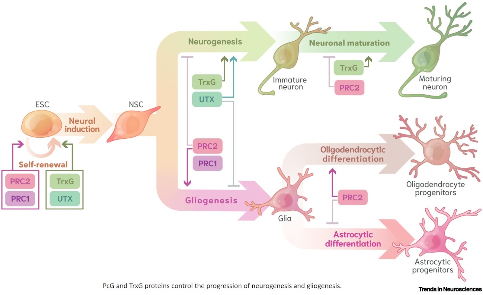 Chromatin based mechanisms in neurodevelopment