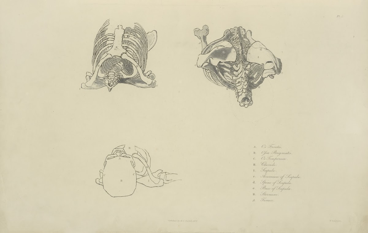 Three views of bones of upper torso 1833