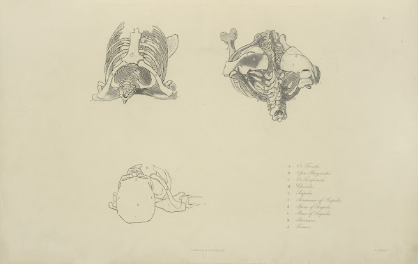 Three views of bones of upper torso 1833