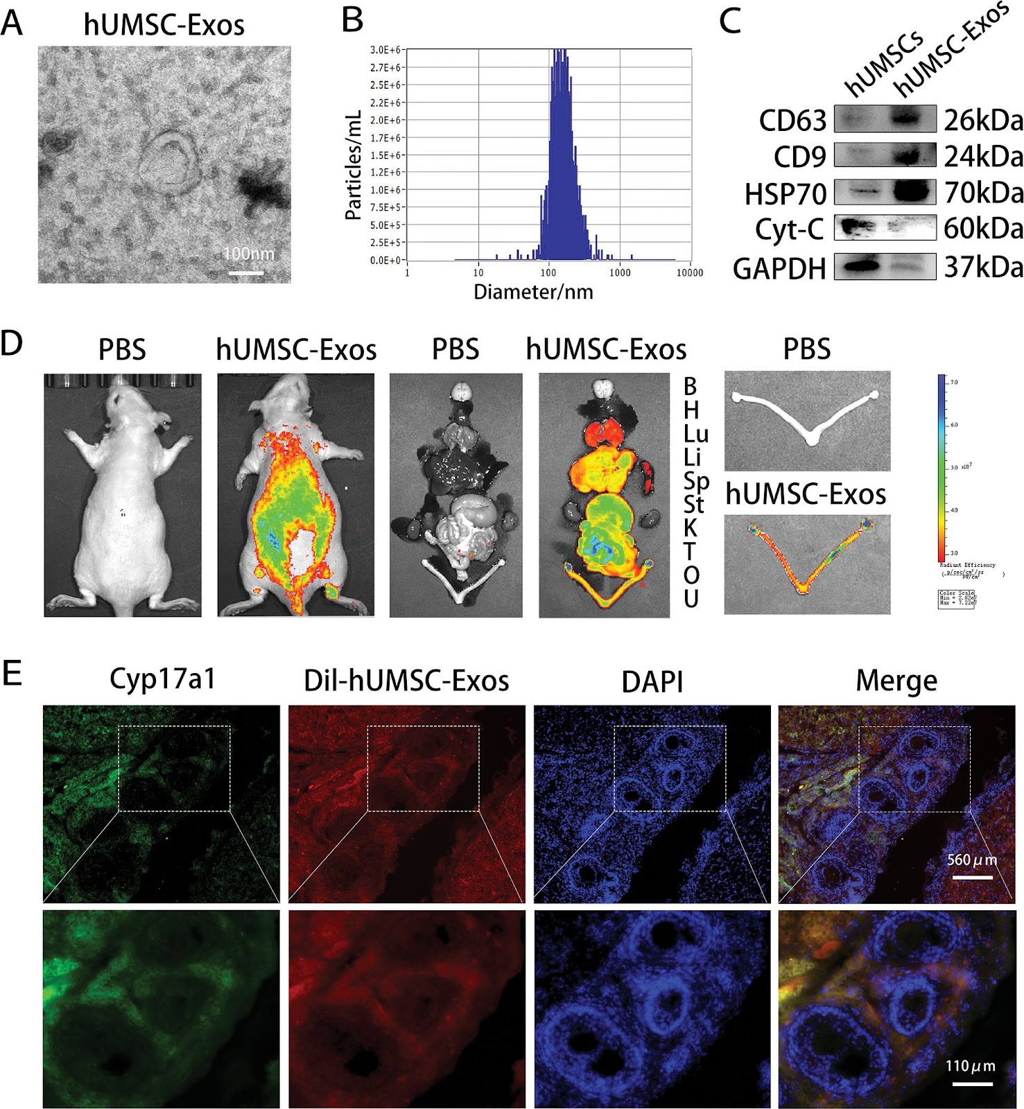 hUMSC-derived exosomes alleviate follicular interstitial cell autophagy by let-7a-5p/AMPK/mTOR axis in POI rats
