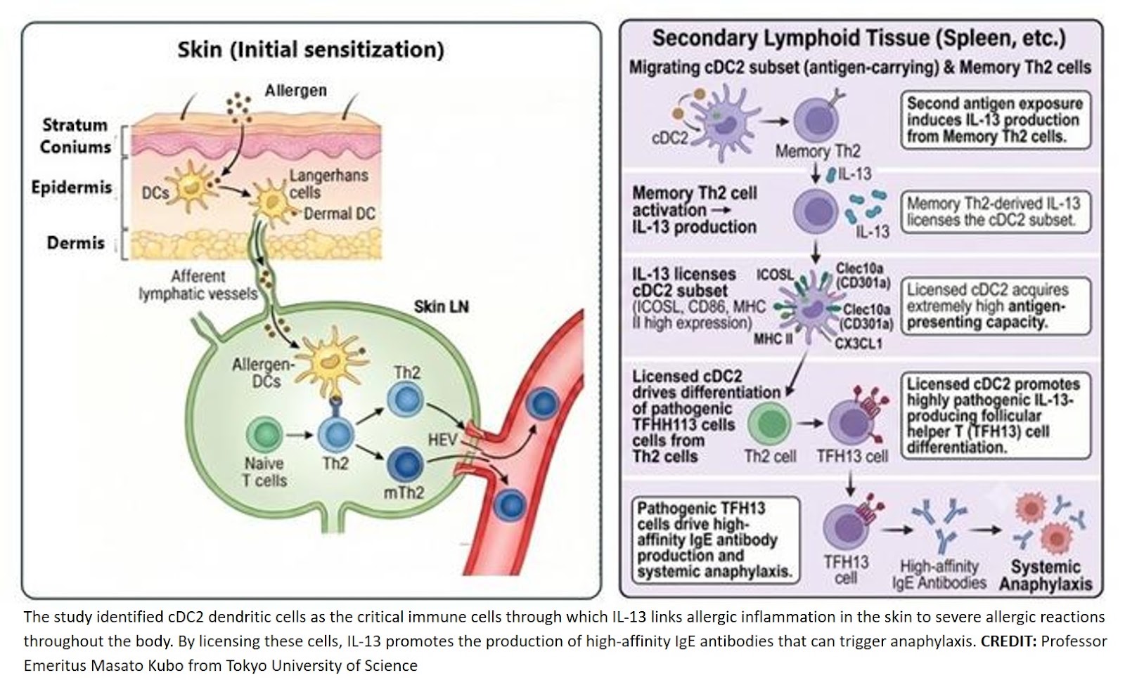 A Role of the IL‐13 Signal and Type 2 Conventional Dendritic Cell in the Atopic March