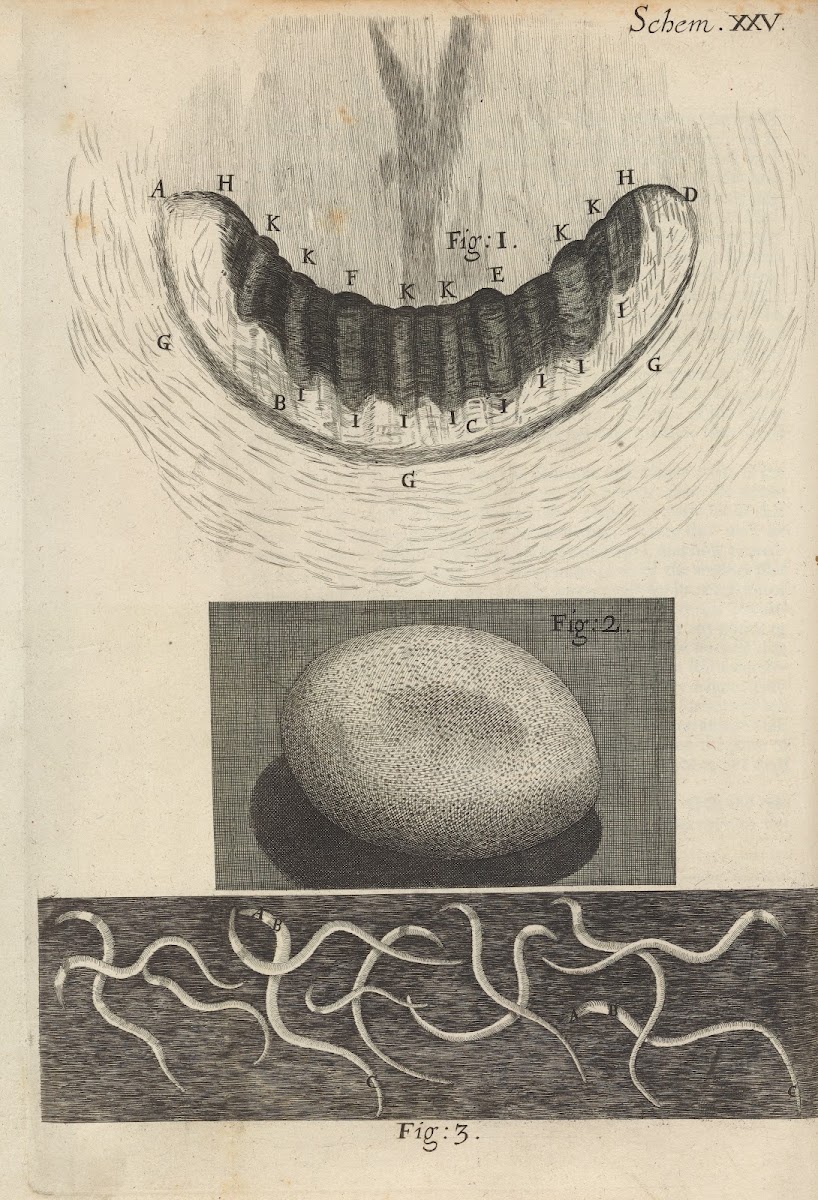 Microscopic view of snail teeth and silkworm egg 1665