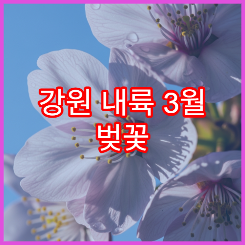 강원 내륙 3월 벚꽃 기차 여행 소도시 코스