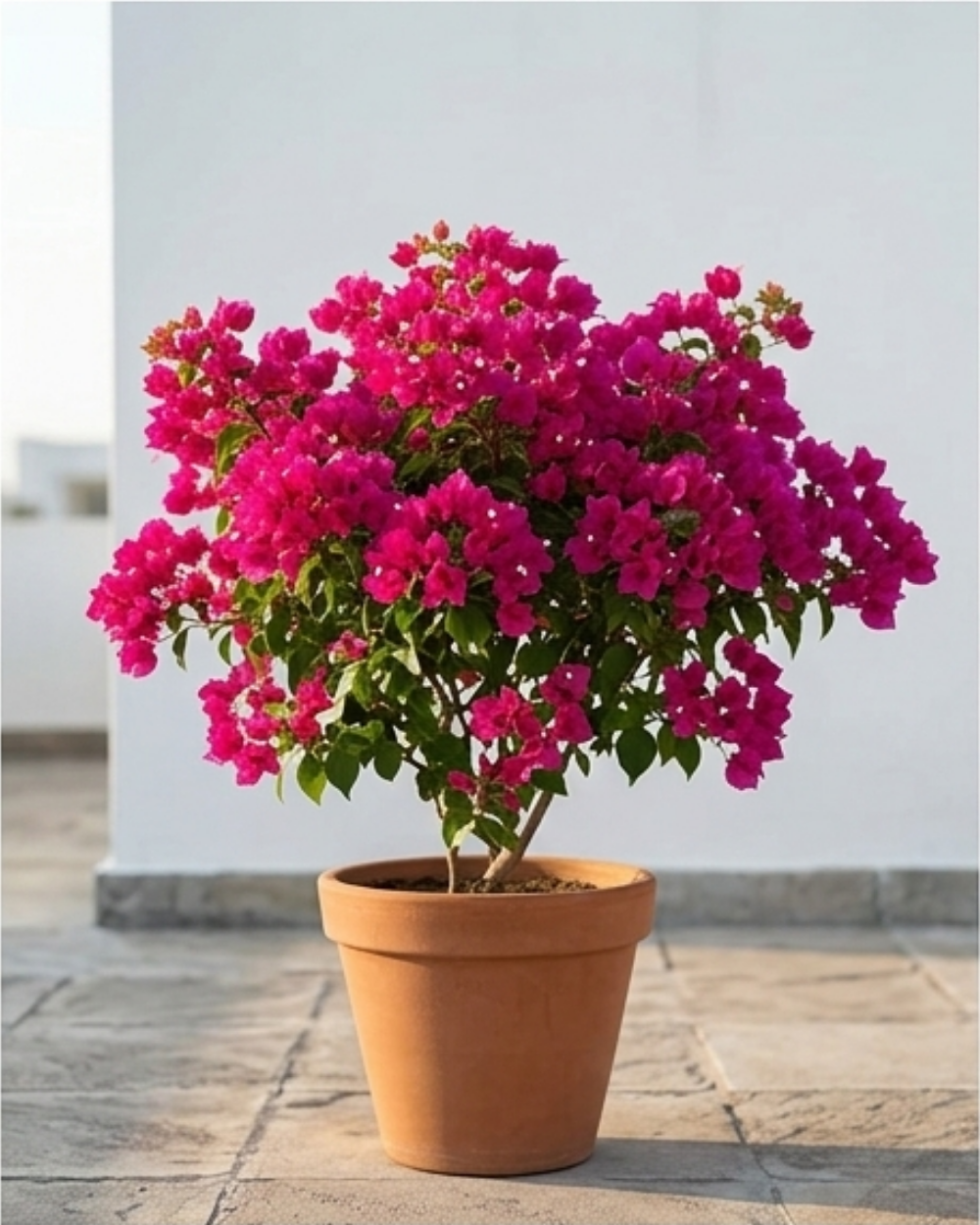 Imported Chilli Pink Bougainvillea Plant