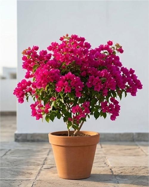 Imported Chilli Pink Bougainvillea Plant
