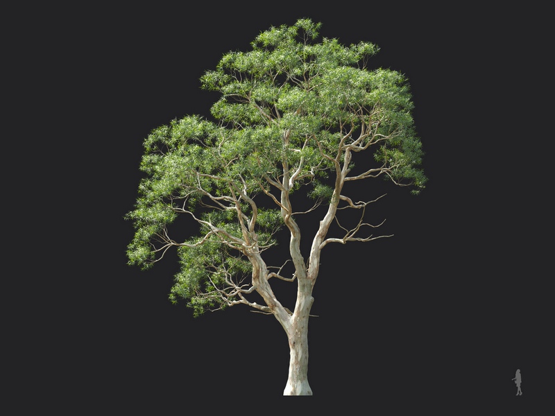 Maxtree - Plant Models Vol.124