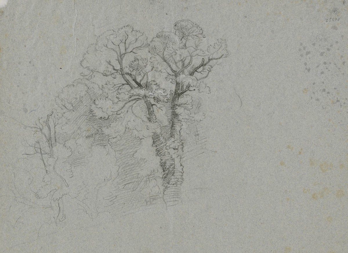 Group of trees