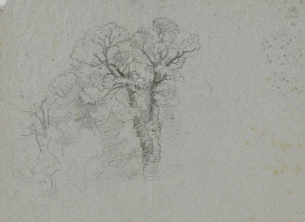 Group of trees