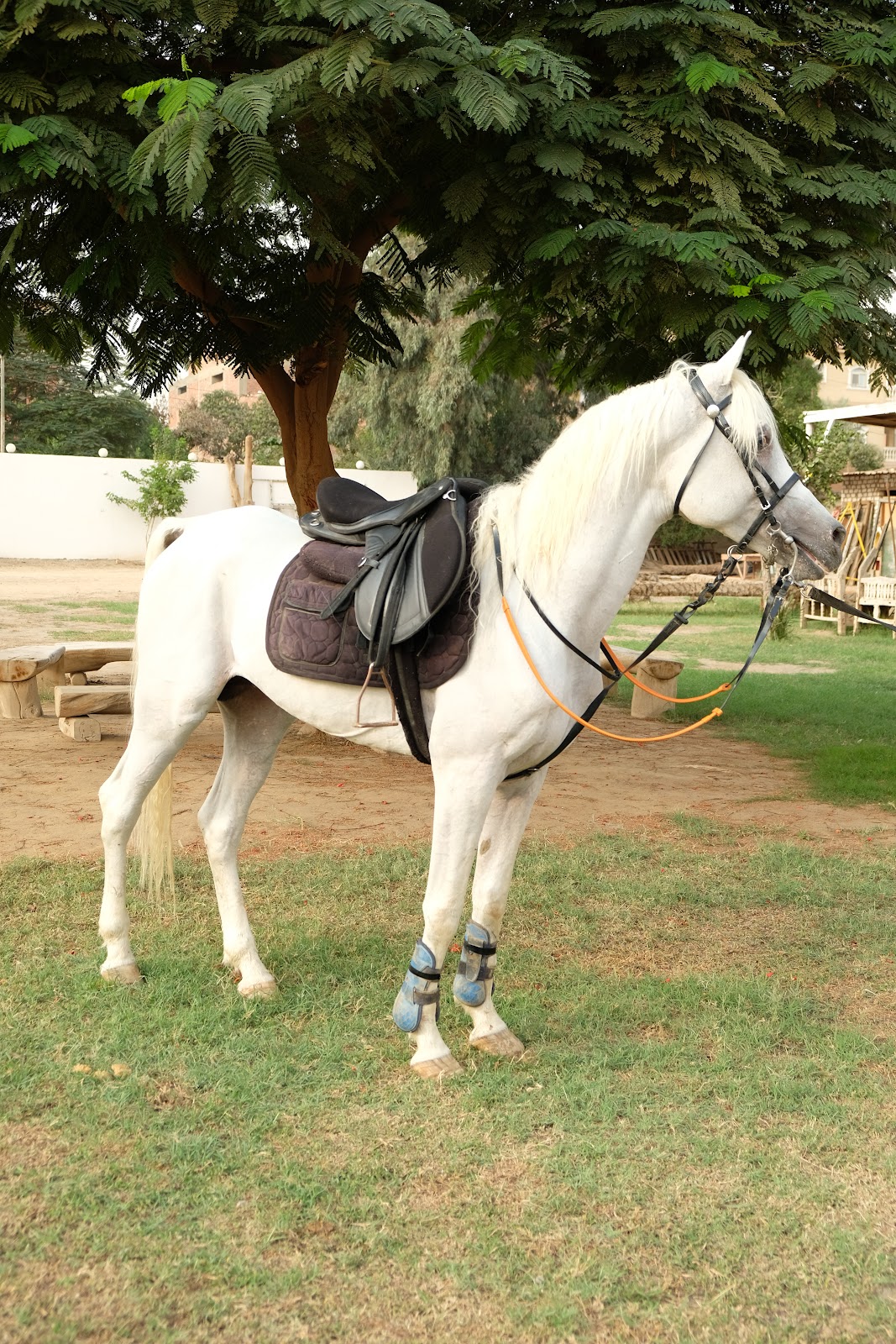 Raheeb - Horse available for riding at Hooves in Saqqara, Egypt. Behold this regal pure white stallion, defined by his beautiful arched neck and 