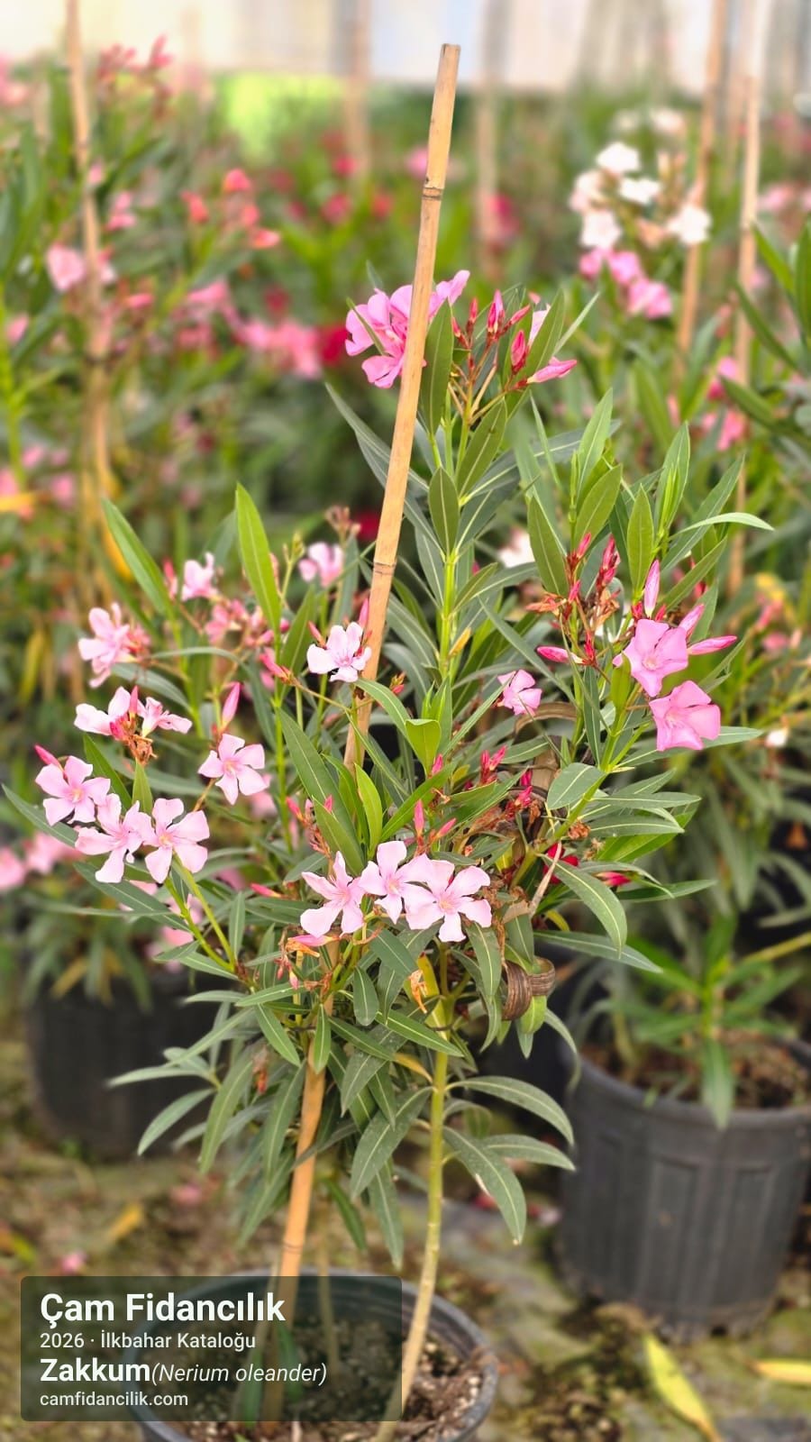 Zakkum - Nerium oleander Çam Fidancılık Yalova foto 3