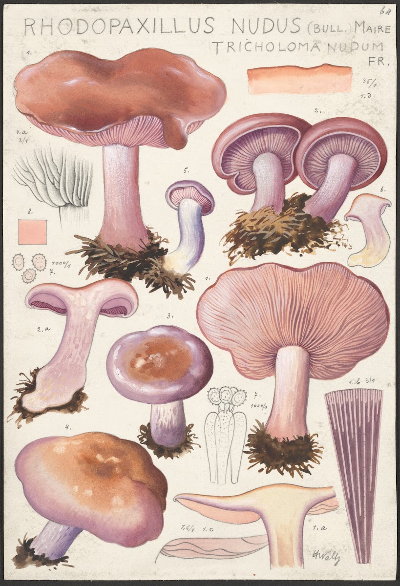 Rhodopaxillus nudus Bull Maire Tricholoma nudum Fr 1915 1945