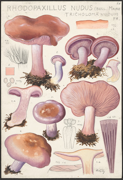 Rhodopaxillus nudus Bull Maire Tricholoma nudum Fr 1915 1945