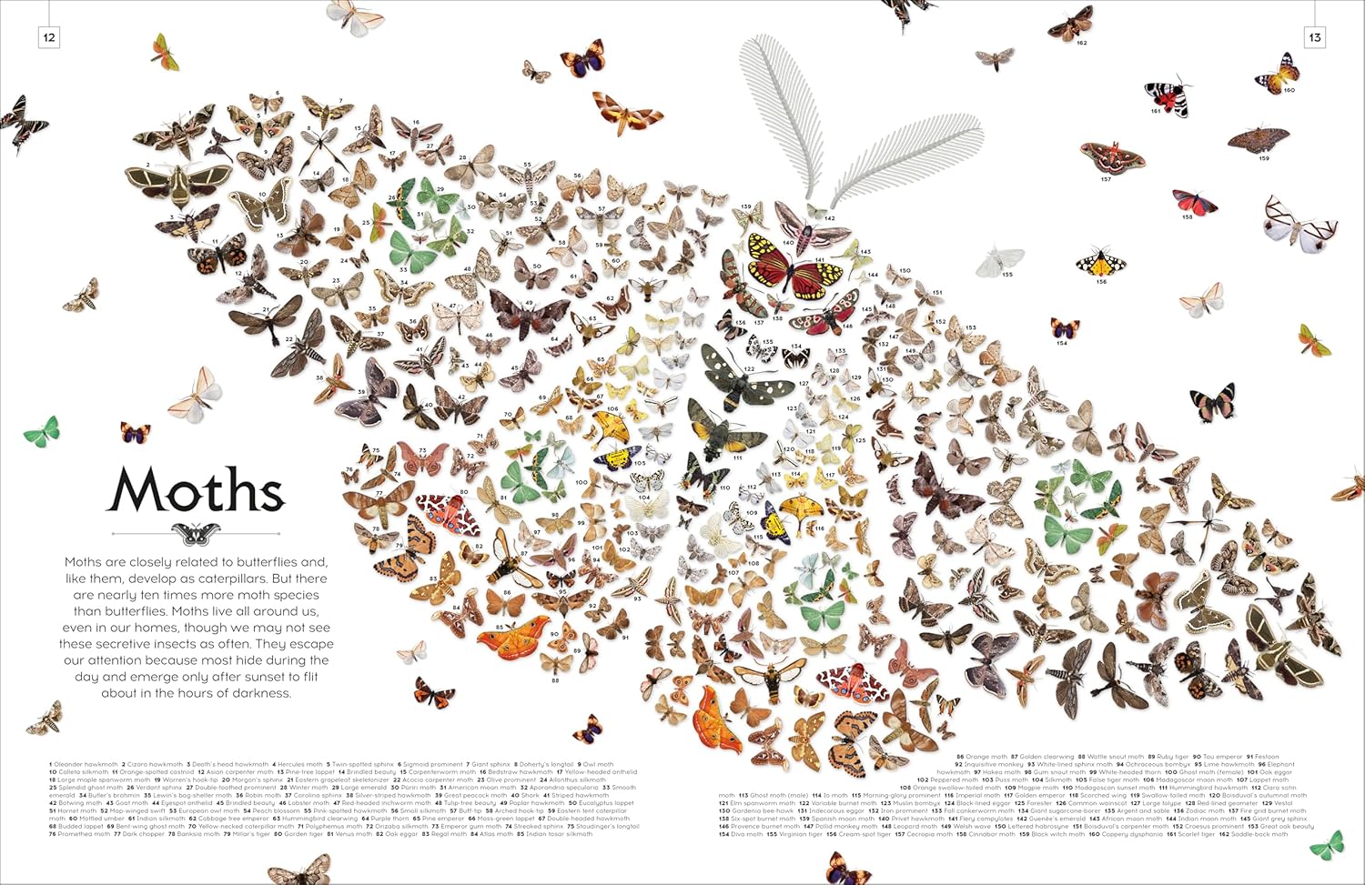 Shapes of Nature — gambar 4