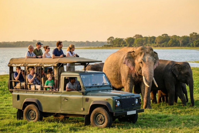Elephants in the wild