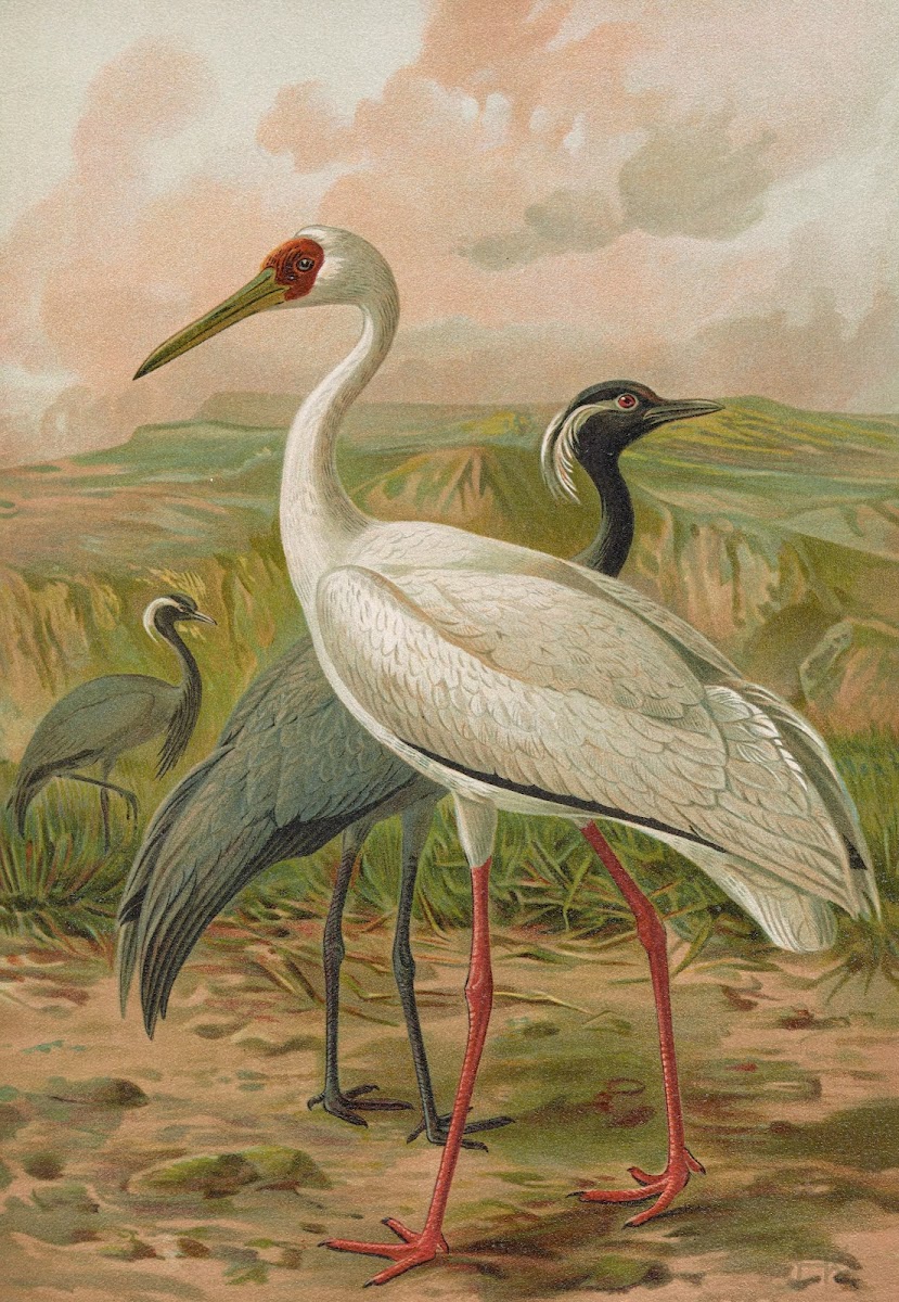 Grus virgo Grus leucogeranus Pall