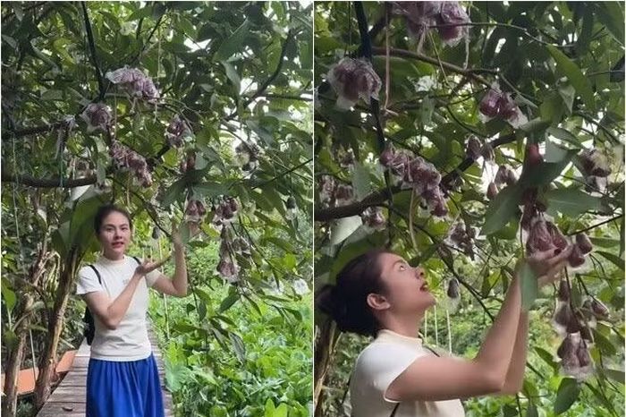 Cận cảnh khu vườn trĩu quả trong cơ ngơi 50.000m2 của Vân Trang - Báo Tri thức &amp; Cuộc sống