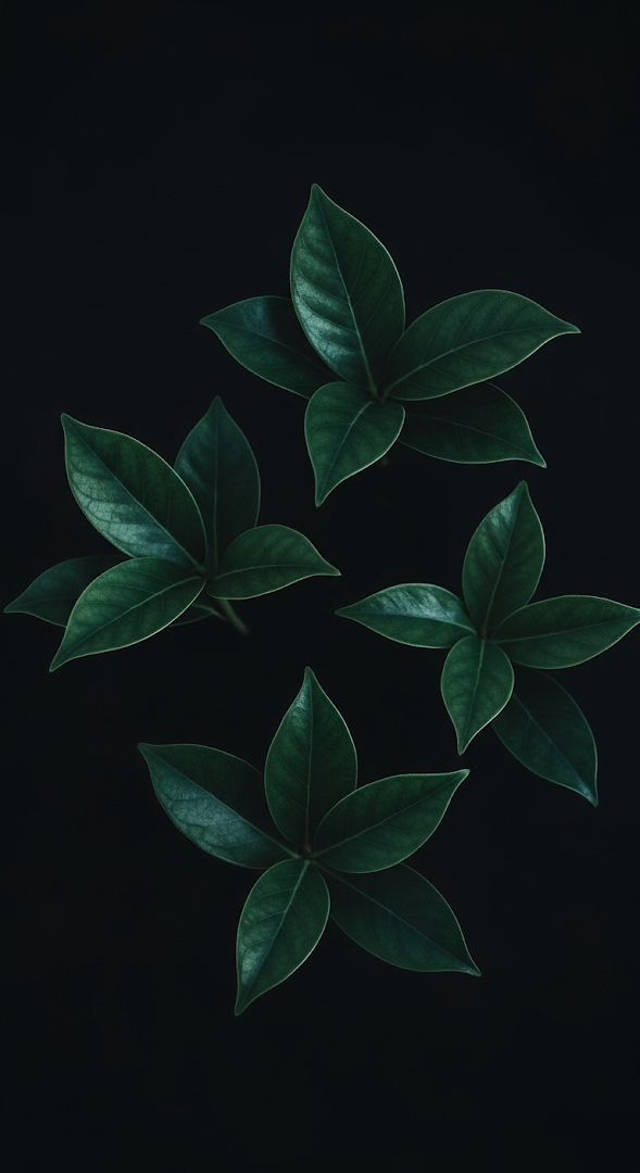 Dark Teal Leaves Minimalist Dark Background Nature